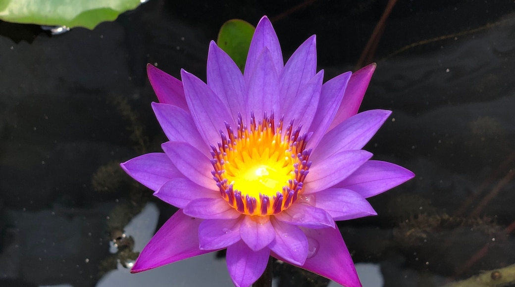 Flower in the fountain