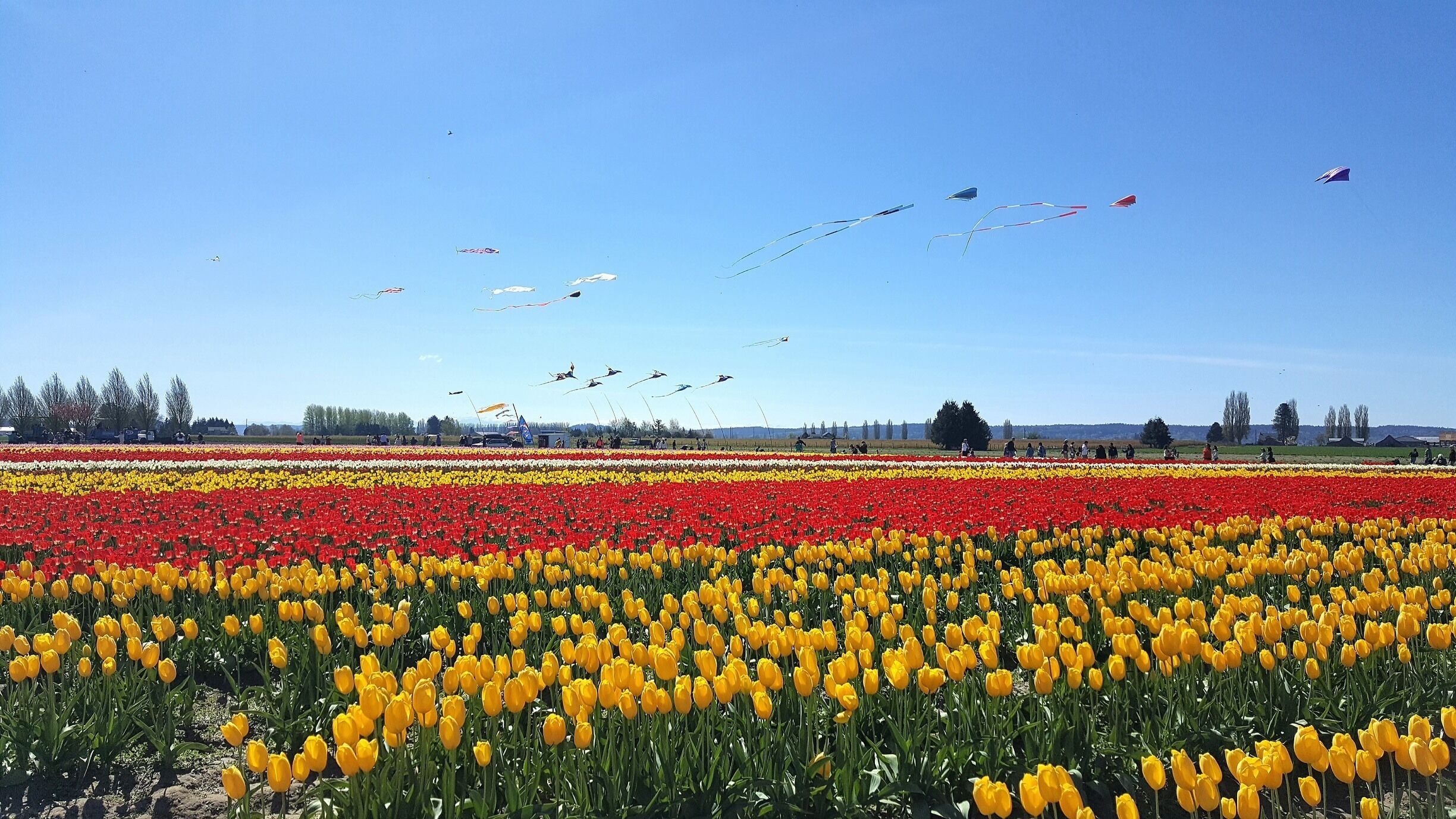 A tulip field with rows of red and yellow flowers under a clear blue sky.