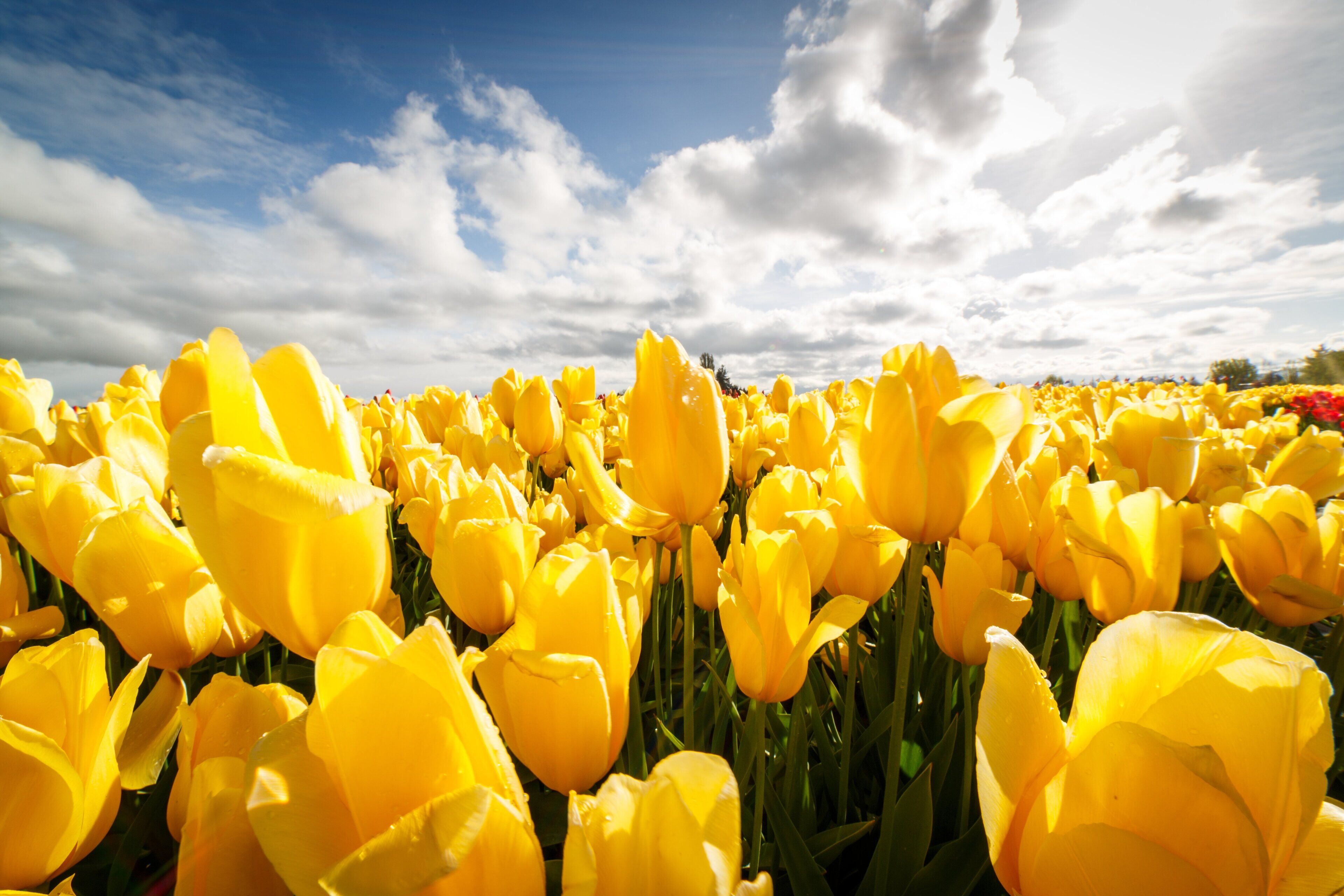 Caption---- Skagit Tulip Festival
