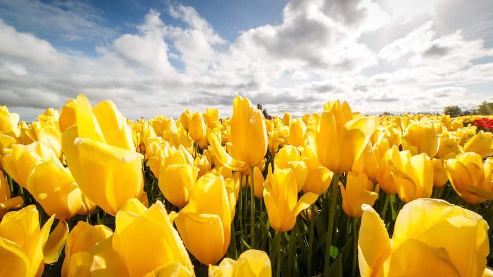 A field of yellow tulips under a partly cloudy sky.