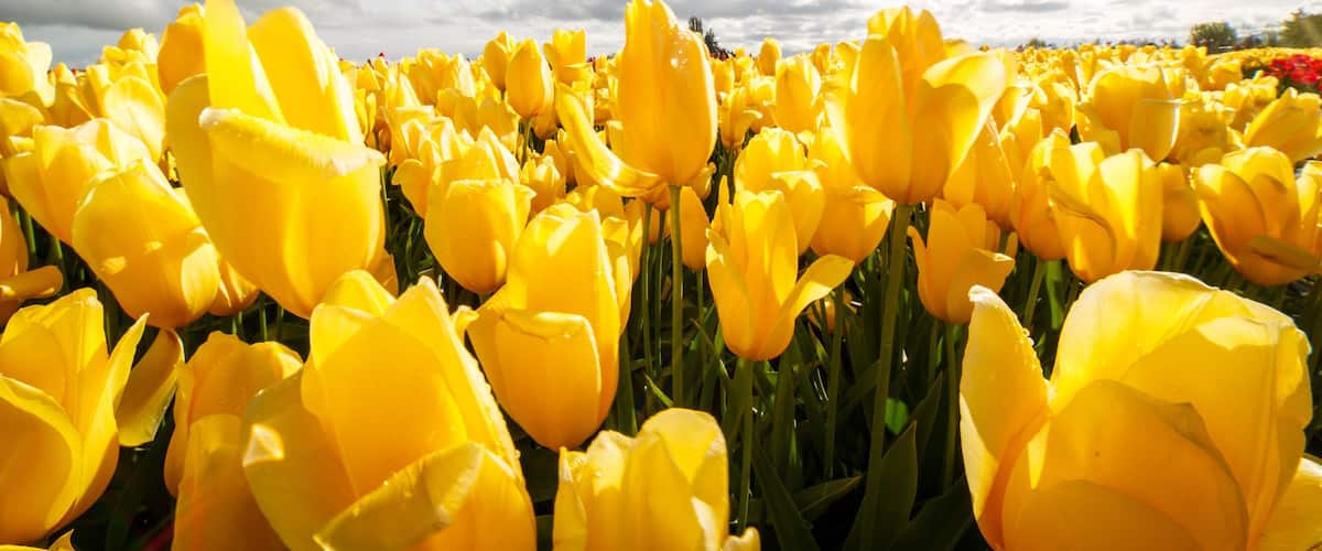 Caption---- Skagit Tulip Festival