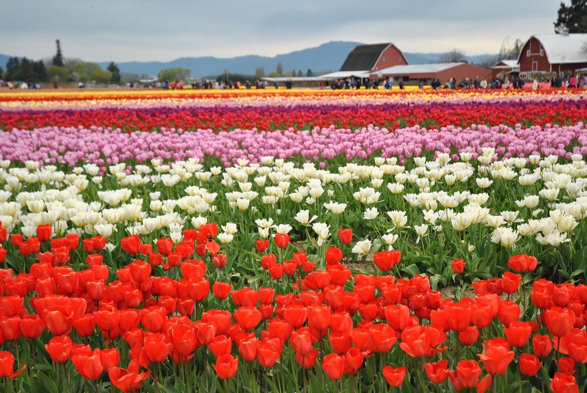 A tulip field with rows of red, pink, white, and purple tulips.