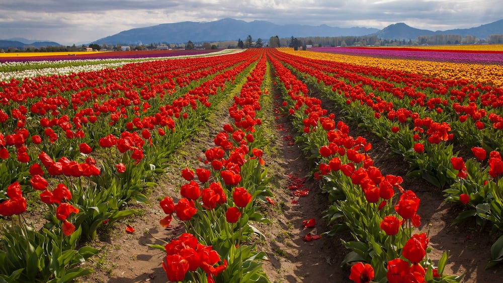 Beautiful, vibrant, multi-colored field of tulips in Skagit Valley near Mt. Vernon, WA in spring
