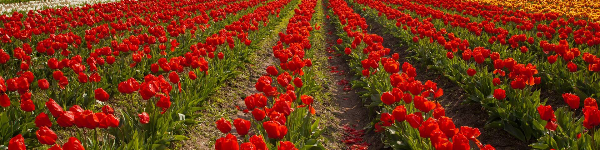 Beautiful, vibrant, multi-colored field of tulips in Skagit Valley near Mt. Vernon, WA in spring