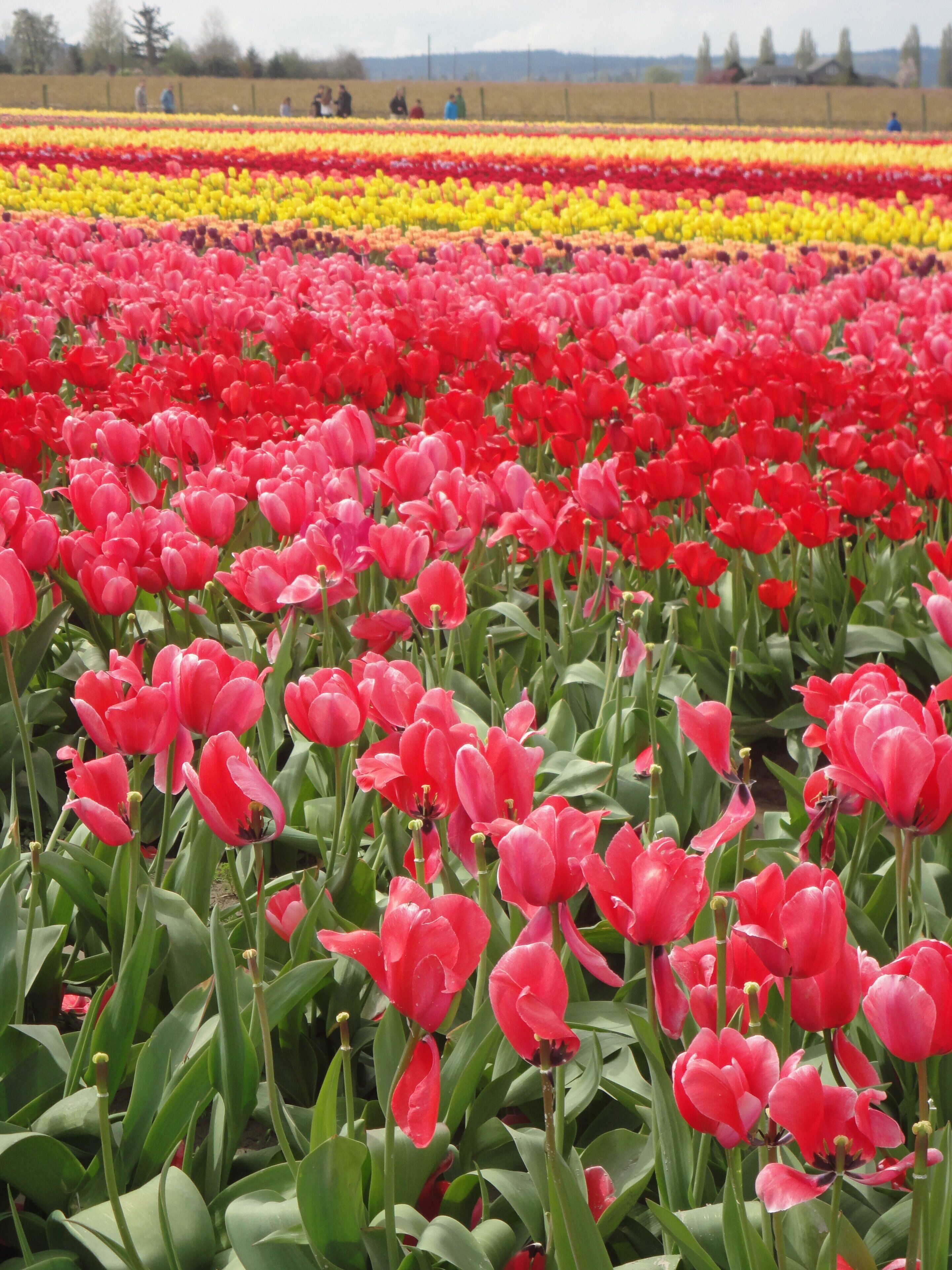 Caption--- - Skagit Valley Tulip Festival