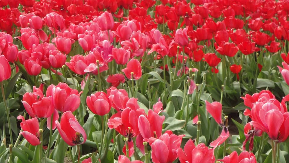A field of red tulips with rows of yellow and orange tulips in the background.