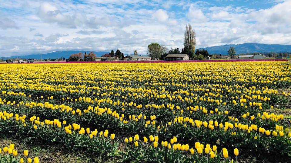 A vast field of yellow tulips under a partly cloudy sky.