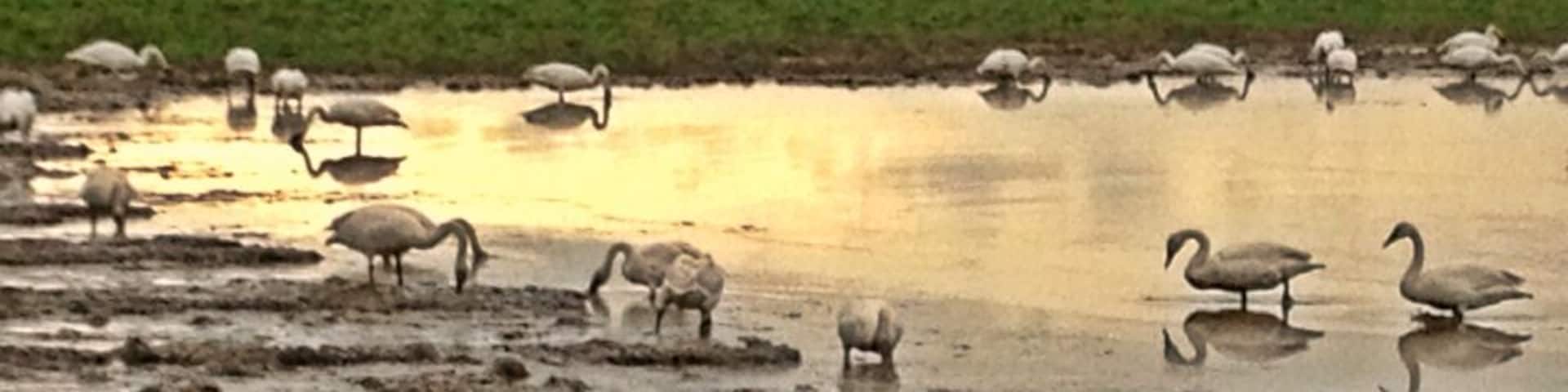 A wetland with geese and other waterfowl.