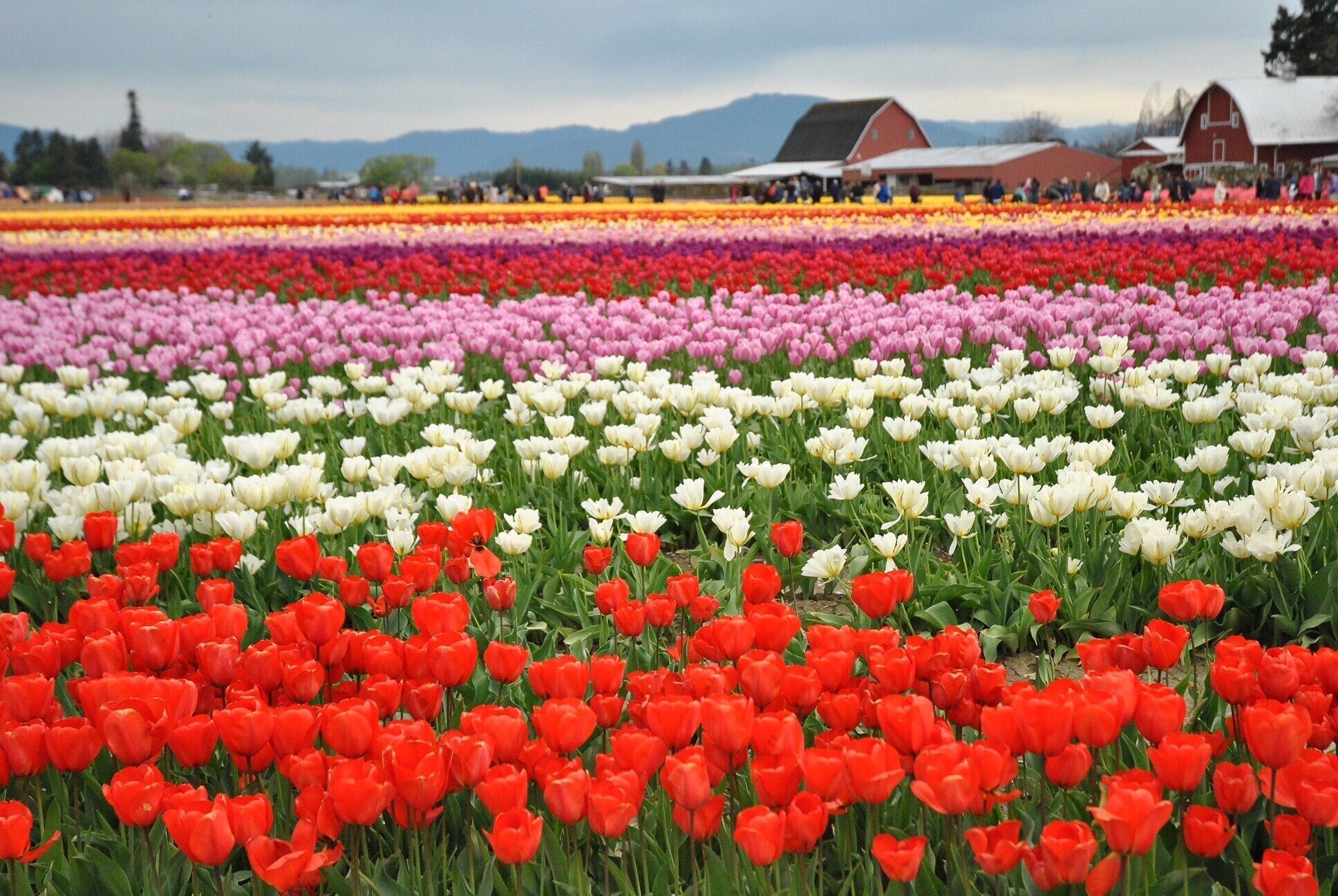 A tulip field with rows of red, pink, white, and purple tulips.