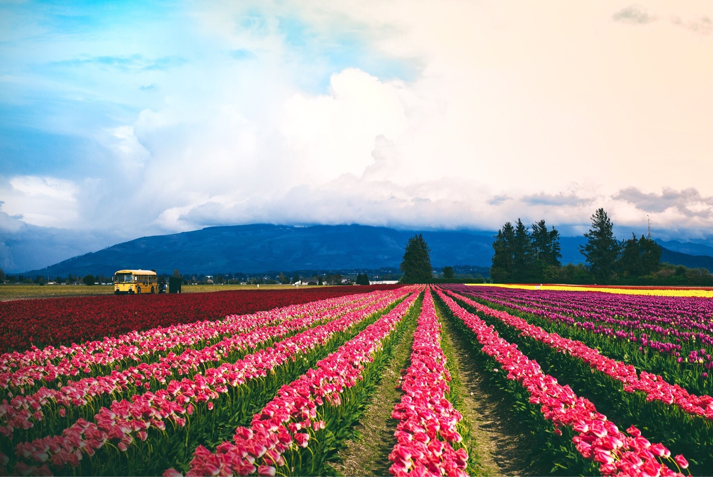 A tulip field with rows of pink flowers, a yellow bus, and mountains in the background.