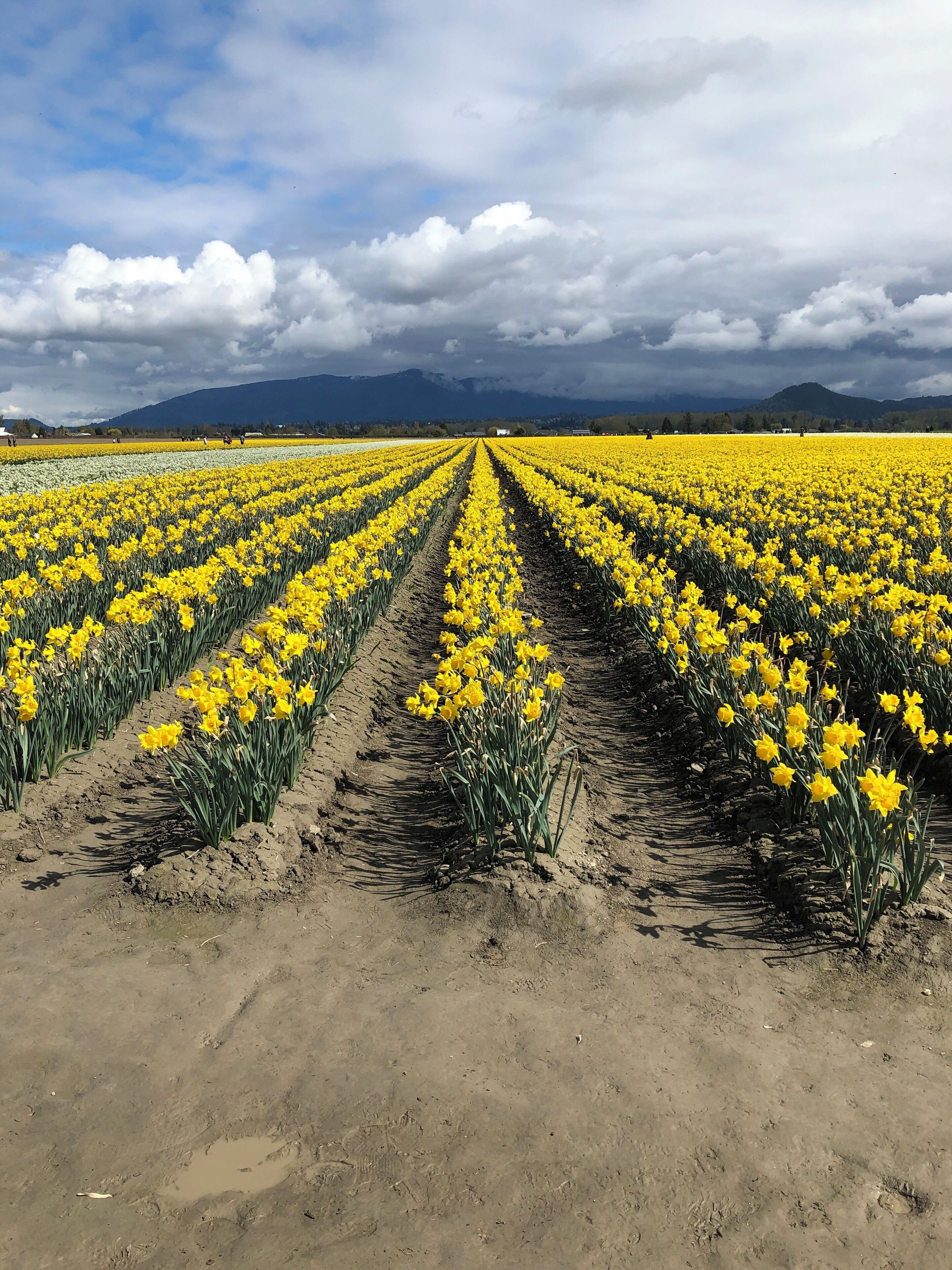 A field of yellow flowers with a dirt path leading through it.