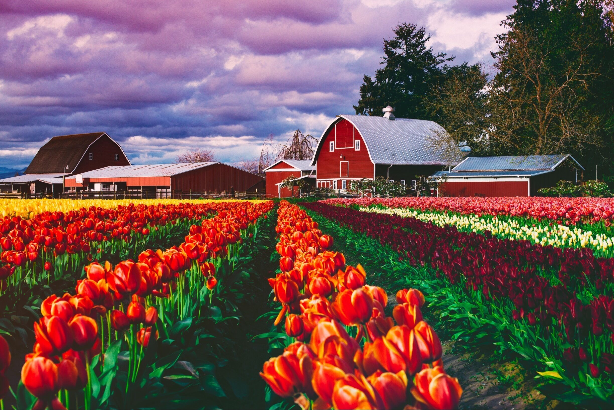 A tulip field with red and white flowers, a red barn, and a cloudy sky.