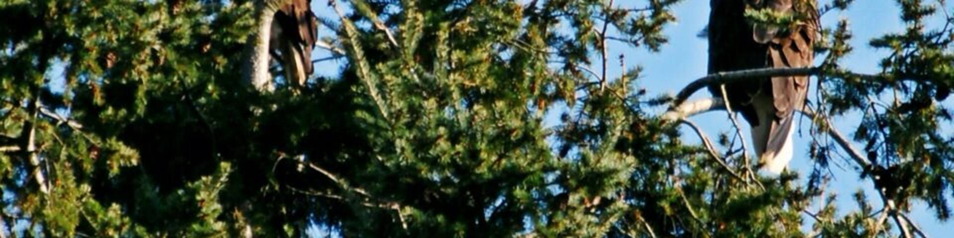 Fir Island is a birdwatcher's Mecca... Eagles, herons, snow geese, swans, owls, hawks, and countless other birds fill the skies (and trees.)