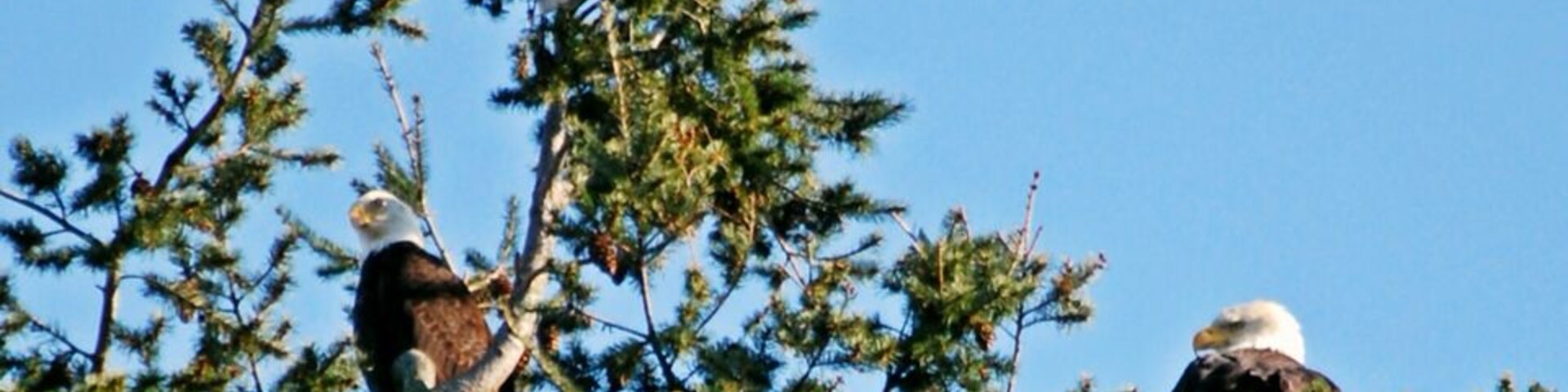 Fir Island is a birdwatcher's Mecca... Eagles, herons, snow geese, swans, owls, hawks, and countless other birds fill the skies (and trees.)
