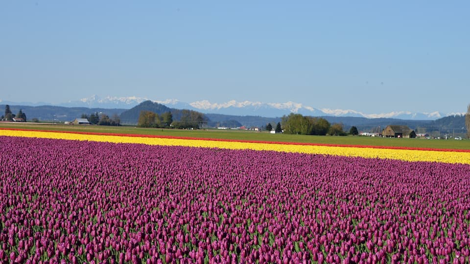 A field of purple tulips with a mountain range in the background.