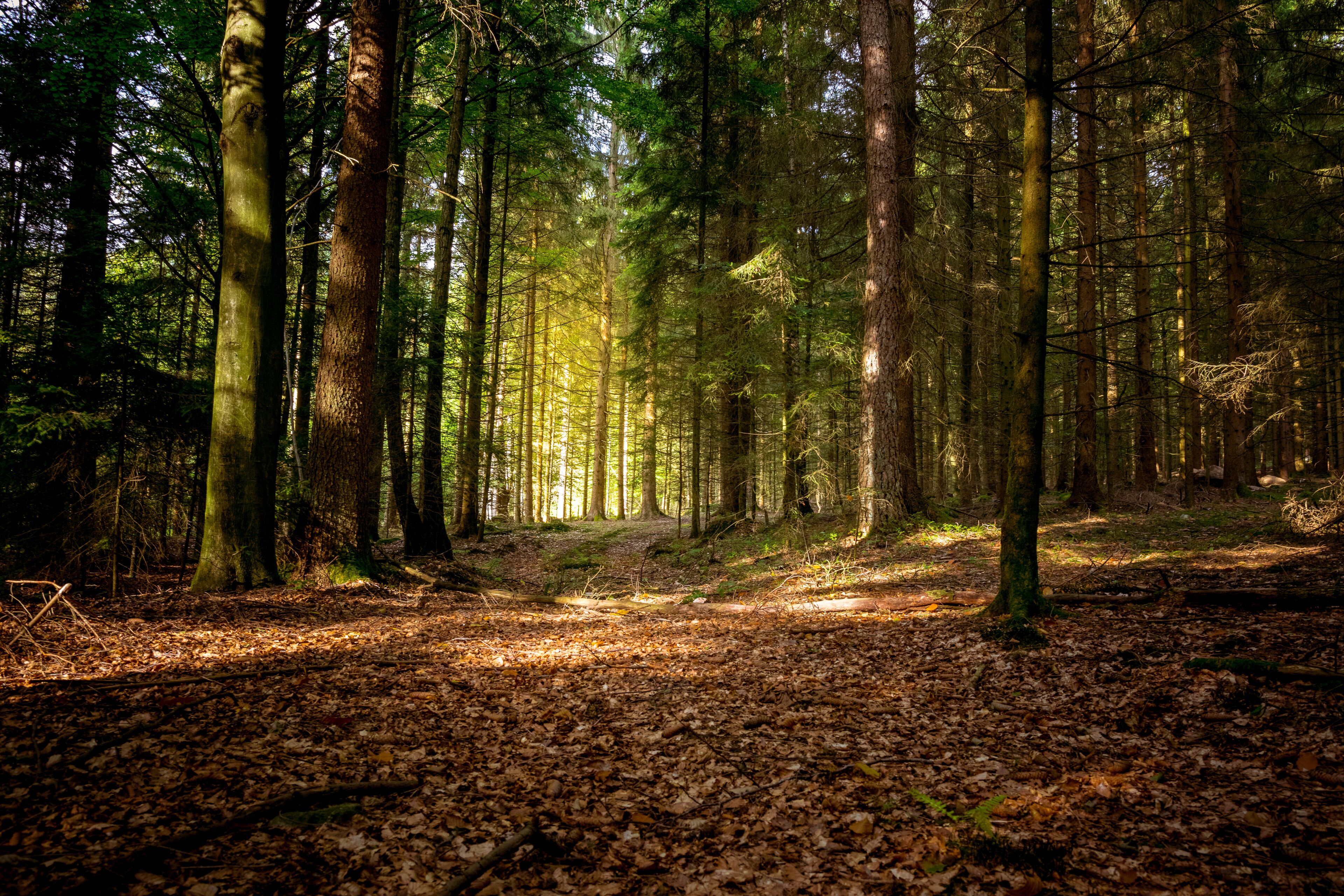 Sun in the Autumn in the bavarian forest with great sunlight; Shutterstock ID 738448423; purchase_order: SP-1332 HA Batch 2 August 2018; Order: ; client: HomeAway; other: To be paid with HA budget