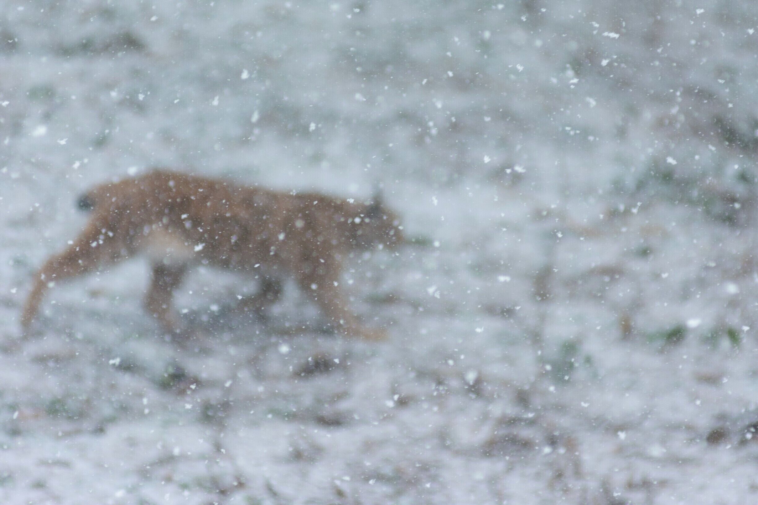 On a trip to Bavarian forest, there was a snow, sun andlots of animals...
#BVStrove
