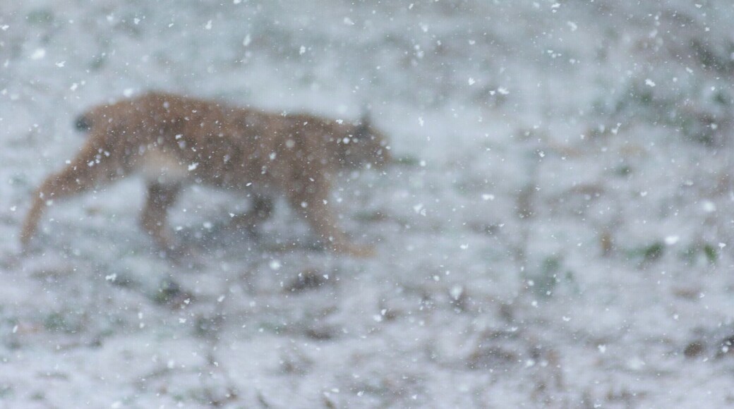 On a trip to Bavarian forest, there was a snow, sun andlots of animals...
#BVStrove