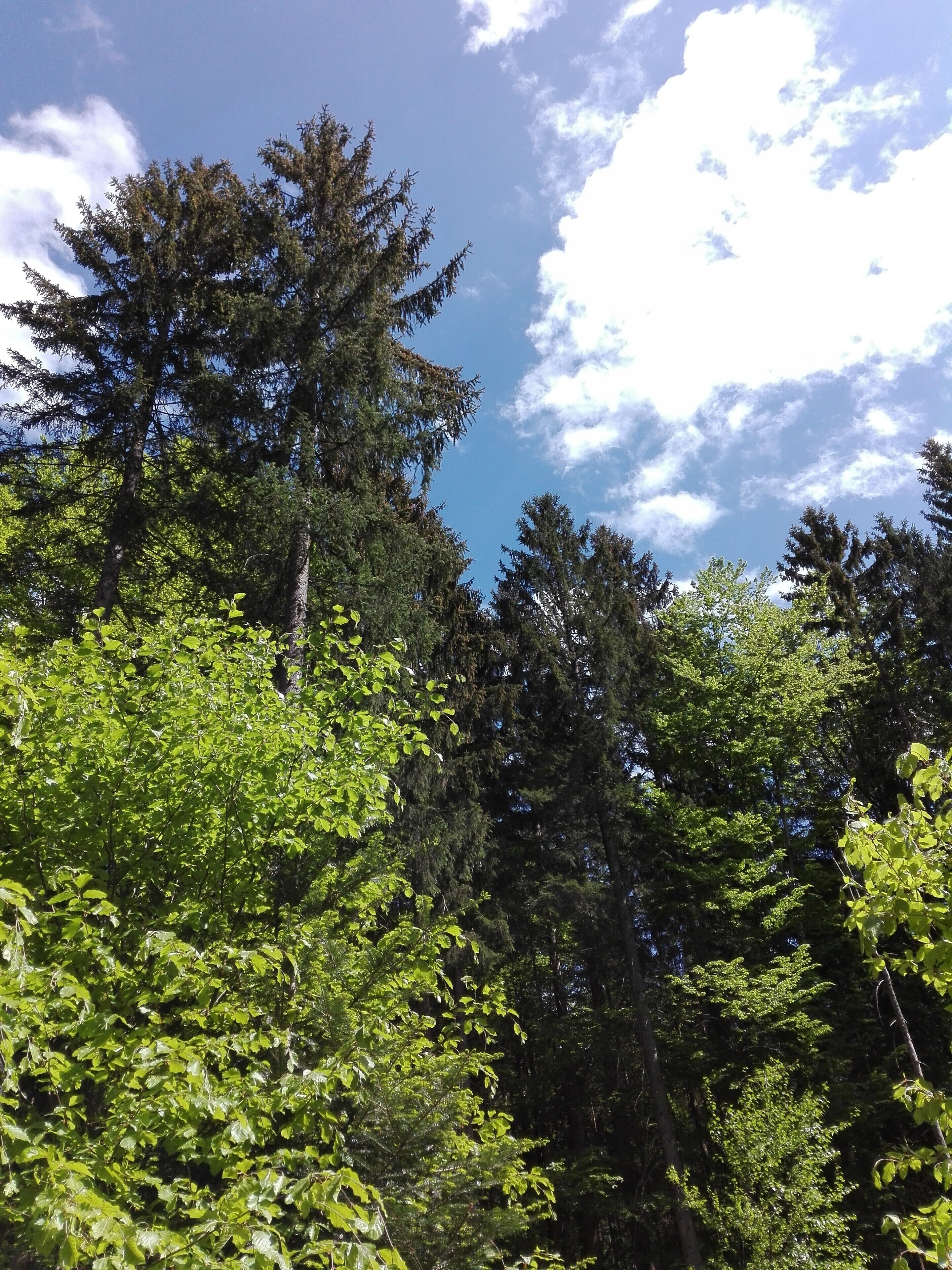 A dense forest with tall evergreen trees and a clear blue sky with scattered clouds.