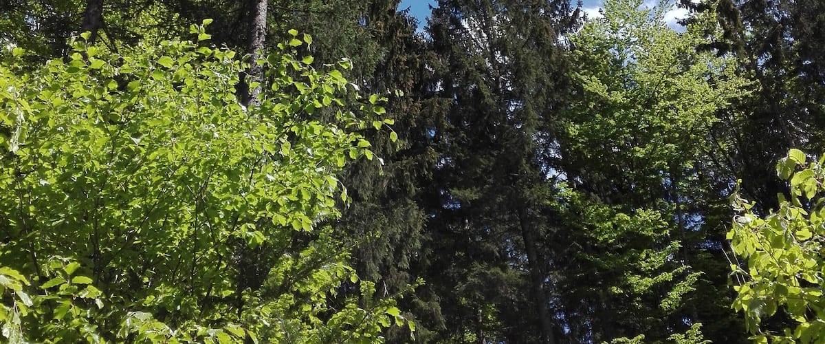 A dense forest with tall evergreen trees and a clear blue sky with scattered clouds.