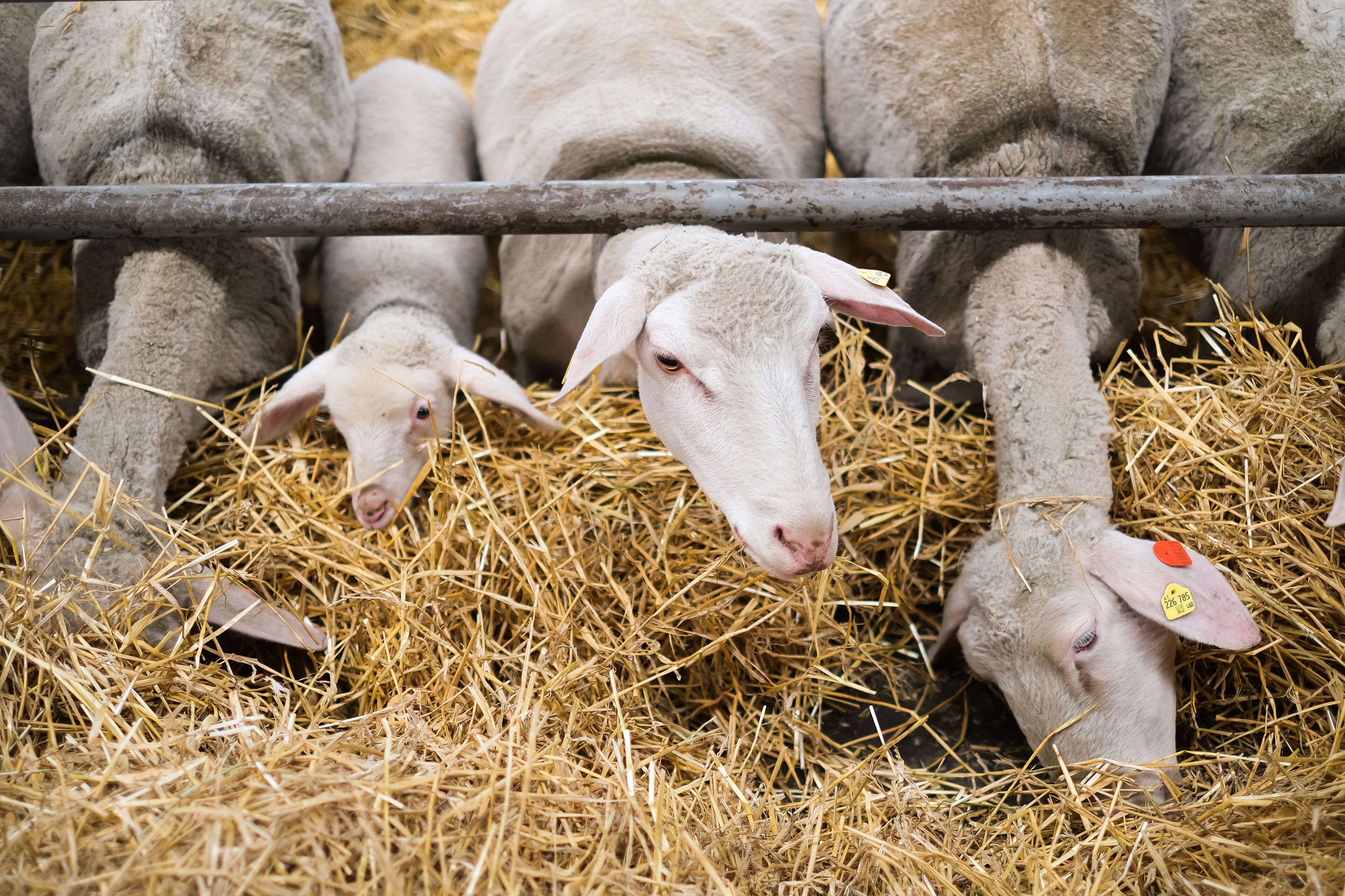 little lamb looks out of the flock of sheep in the stable