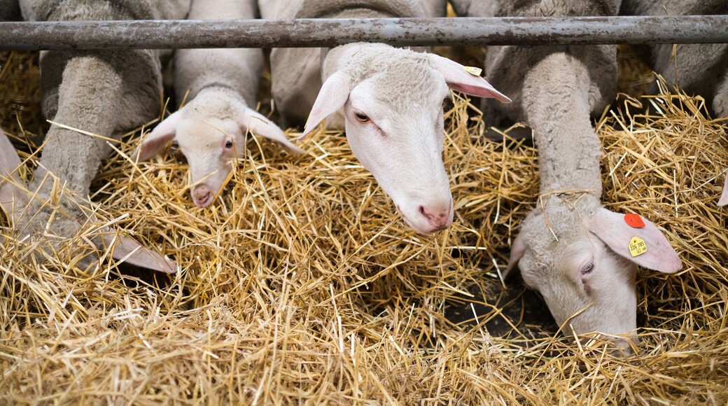 little lamb looks out of the flock of sheep in the stable