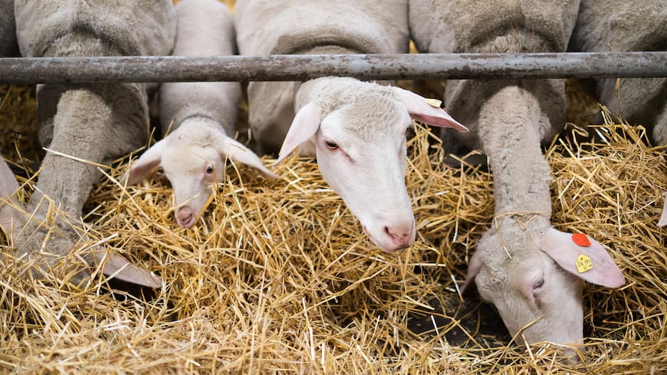 A group of sheep in a pen with hay.