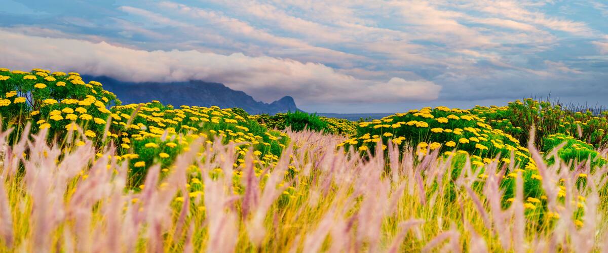 Panorama of tall golden grass with blooming yellow flowers in Helderberg, Cape Town, South Africa