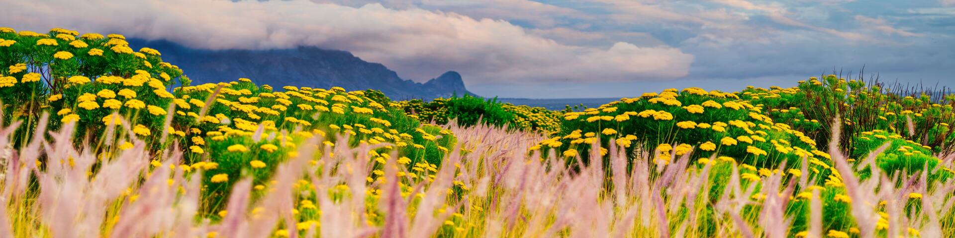 Panorama of tall golden grass with blooming yellow flowers in Helderberg, Cape Town, South Africa