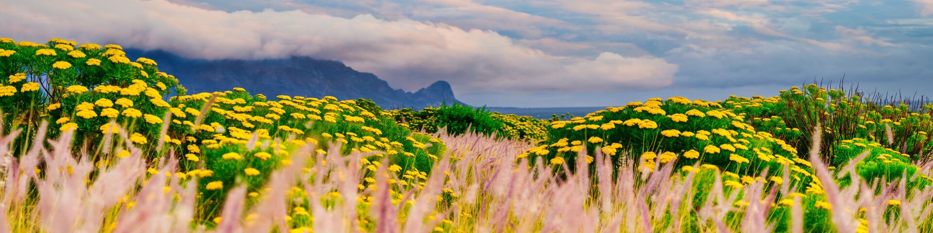 Panorama of tall golden grass with blooming yellow flowers in Helderberg, Cape Town, South Africa