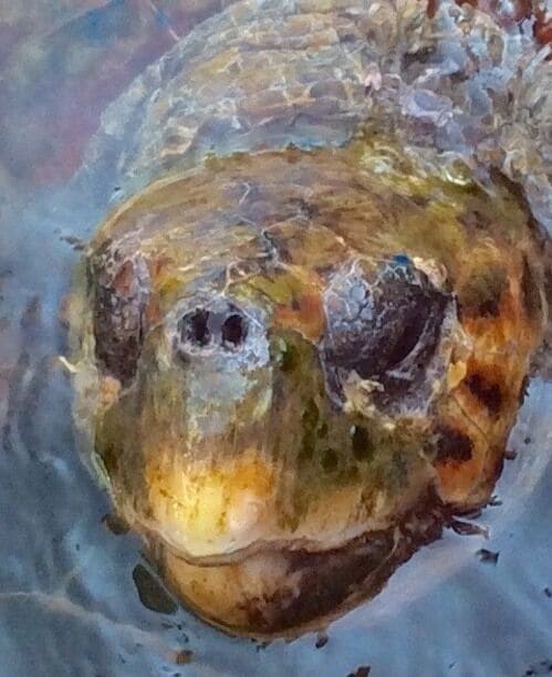 Argostoli on Kefalonia Greece is fantastic for watching Turtles in their natural environment without disturbing them .when the fishing boats come in the wholesale fish merchants and local fishermen make sure that they have all the leftover bits. Have waited years to see them close up. Best 2 days of the holiday, memories will stay with me forever ❤️❤️❤️🇬🇷🇬🇷🇬🇷💙💙💙🇬🇷🇬🇷🇬🇷🐢🐢🐢🐢🐢🐢🐢🐢