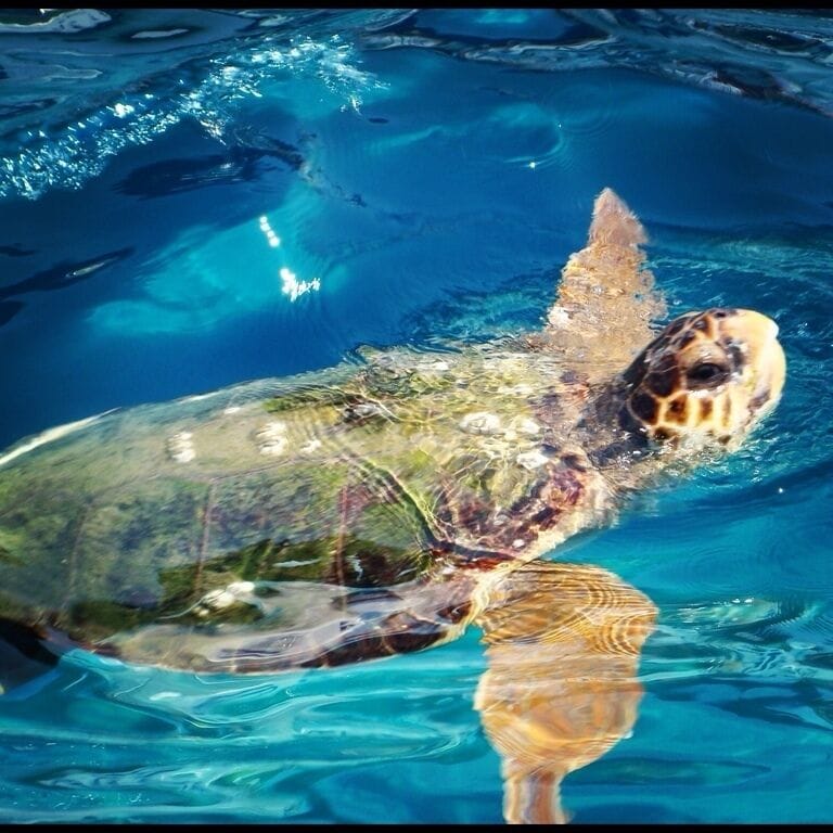 A sea turtle swimming in clear blue water.