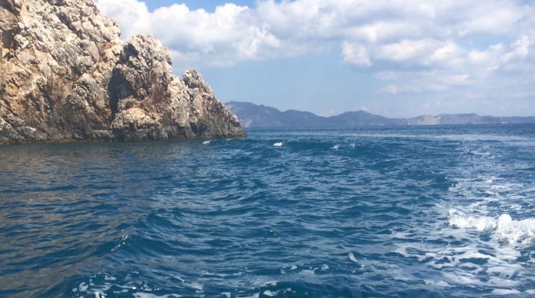 Turtle Spotting 🐢