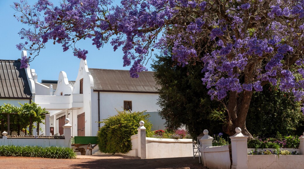 Durbanville, Cape Town, South Africa. Dec 2019. Cellar and Jacaranda tree on the Diemersdal wine estate situated in the Durbanville Valley close to Cape Town
