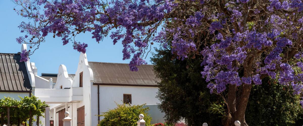 Durbanville, Cape Town, South Africa. Dec 2019. Cellar and Jacaranda tree on the Diemersdal wine estate situated in the Durbanville Valley close to Cape Town