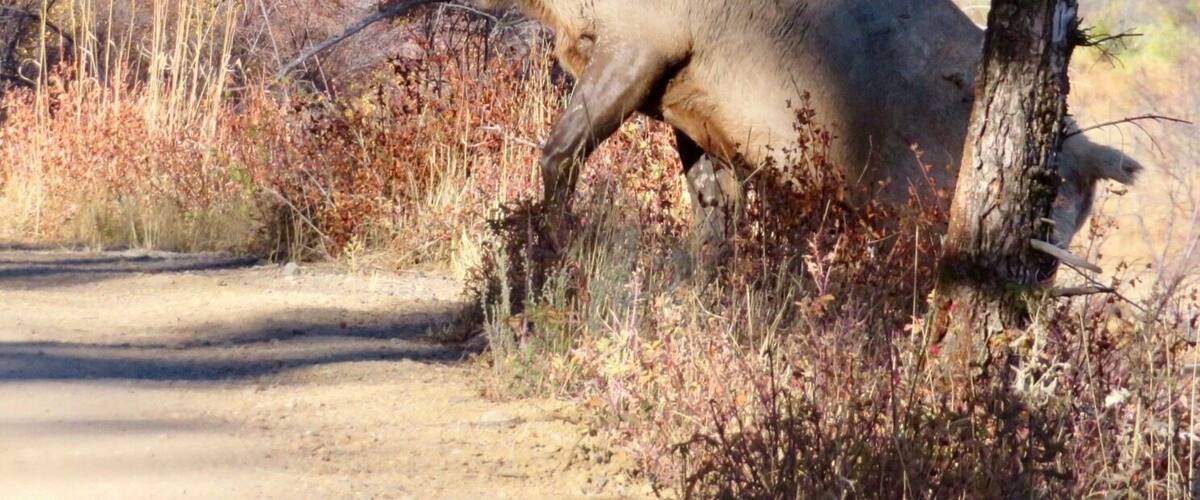 BULL ELK crossed the street from the meadow in Estes Park. We're about 6ft away from him. 3rd visit 😊