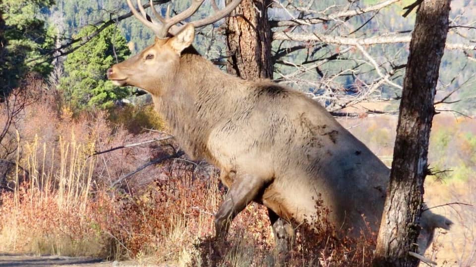 BULL ELK crossed the street from the meadow in Estes Park. We're about 6ft away from him. 3rd visit 😊