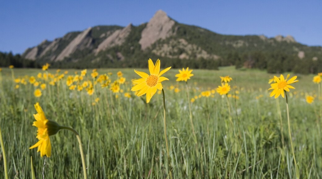 Boulder which includes flowers, tranquil scenes and wildflowers