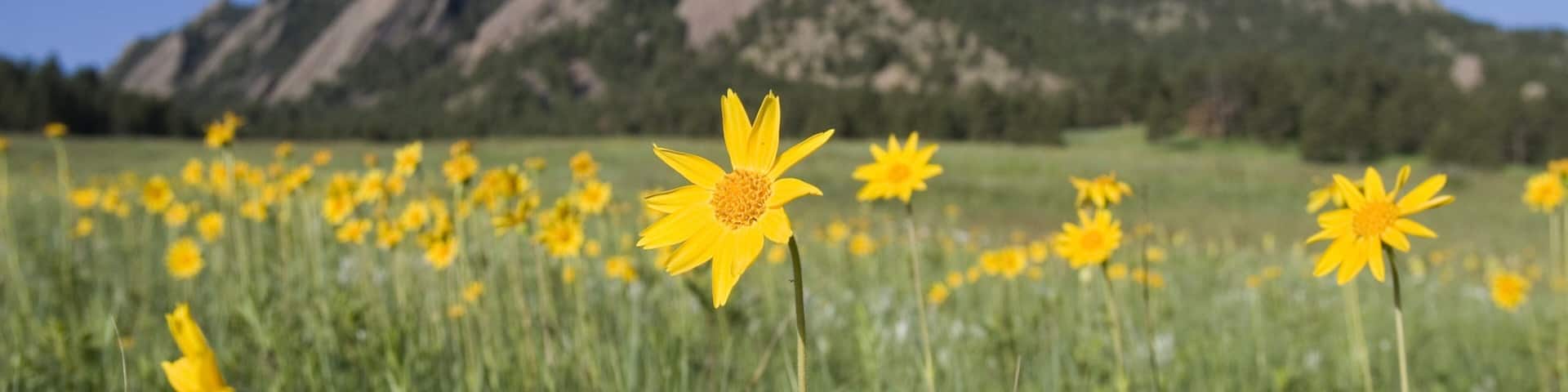 Boulder which includes flowers, tranquil scenes and wildflowers