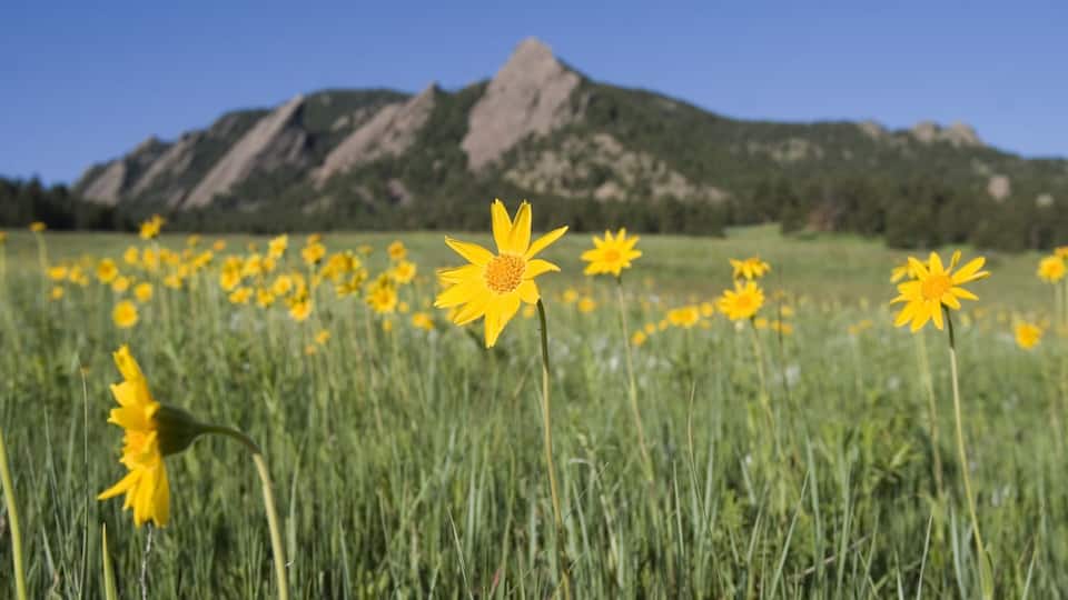 Boulder which includes flowers, tranquil scenes and wildflowers