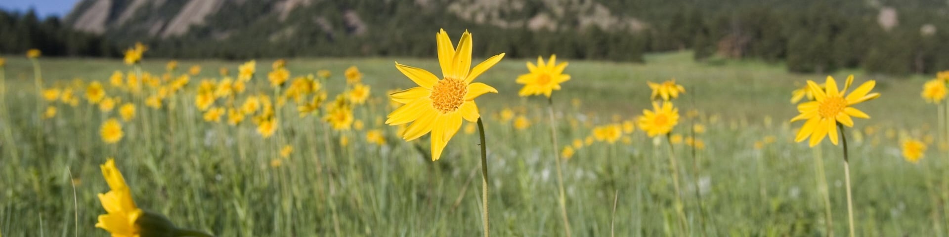 Boulder which includes flowers, tranquil scenes and wildflowers