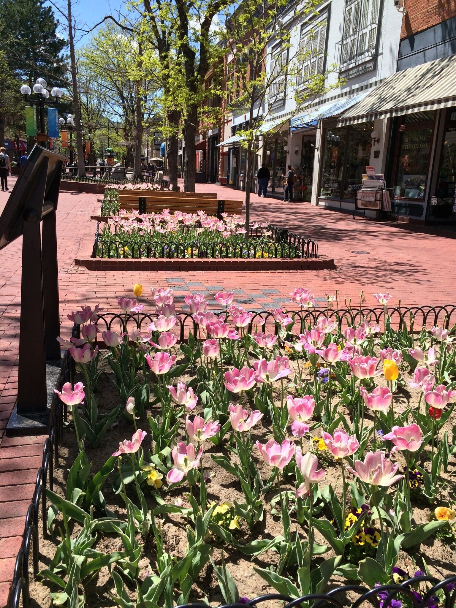 Some flowers in Boulder. A nice town to stop and have a stroll. 