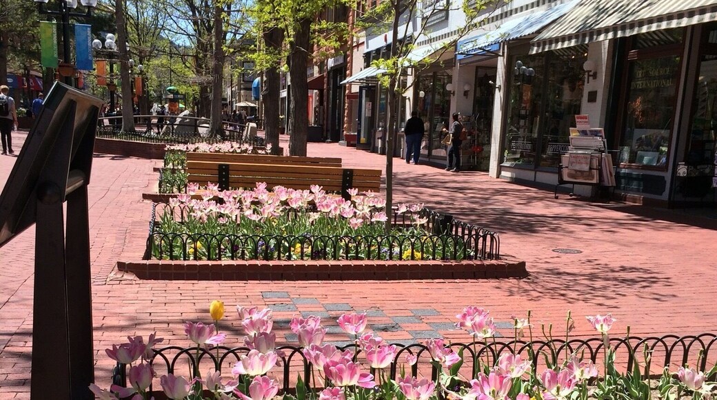 Some flowers in Boulder. A nice town to stop and have a stroll.