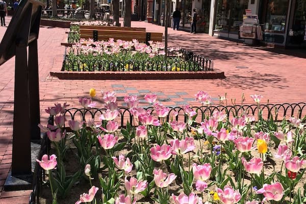 Some flowers in Boulder. A nice town to stop and have a stroll.