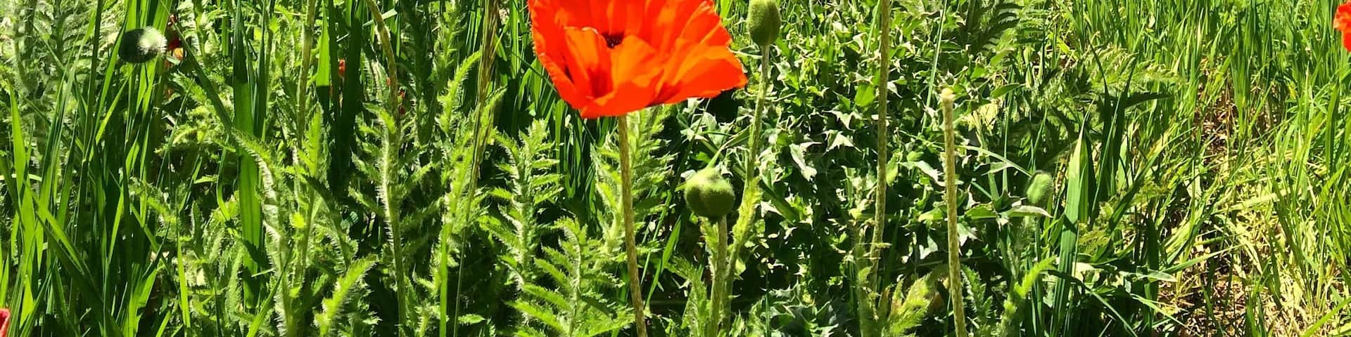 A field of red poppies with a mountain in the background.