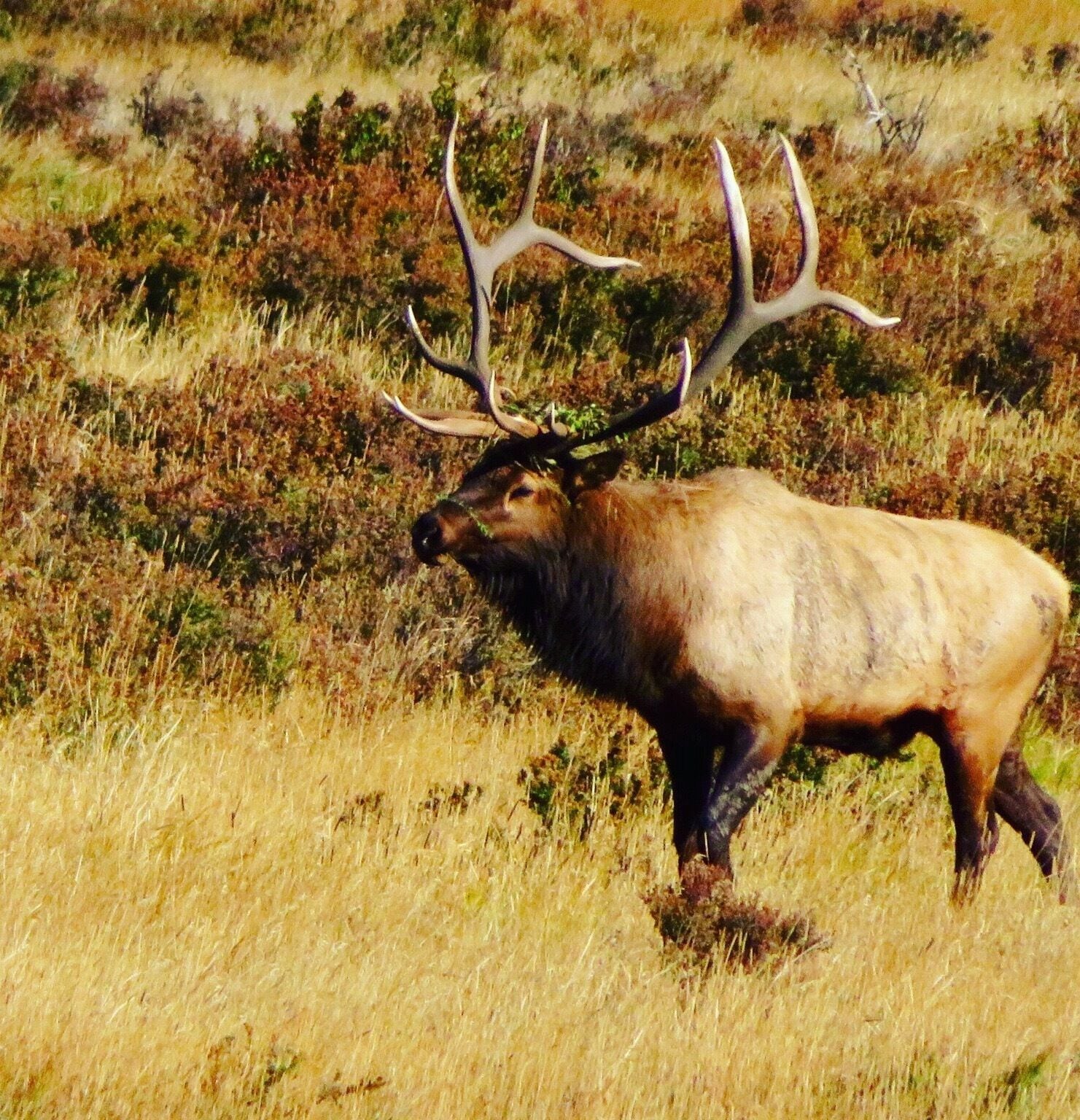 Day 1 at Rocky Mountain National Park! 2nd BULL ELK we saw. Crossed the trail we walked on from the meadow. 