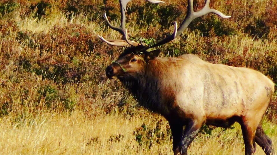 Day 1 at Rocky Mountain National Park! 2nd BULL ELK we saw. Crossed the trail we walked on from the meadow.
