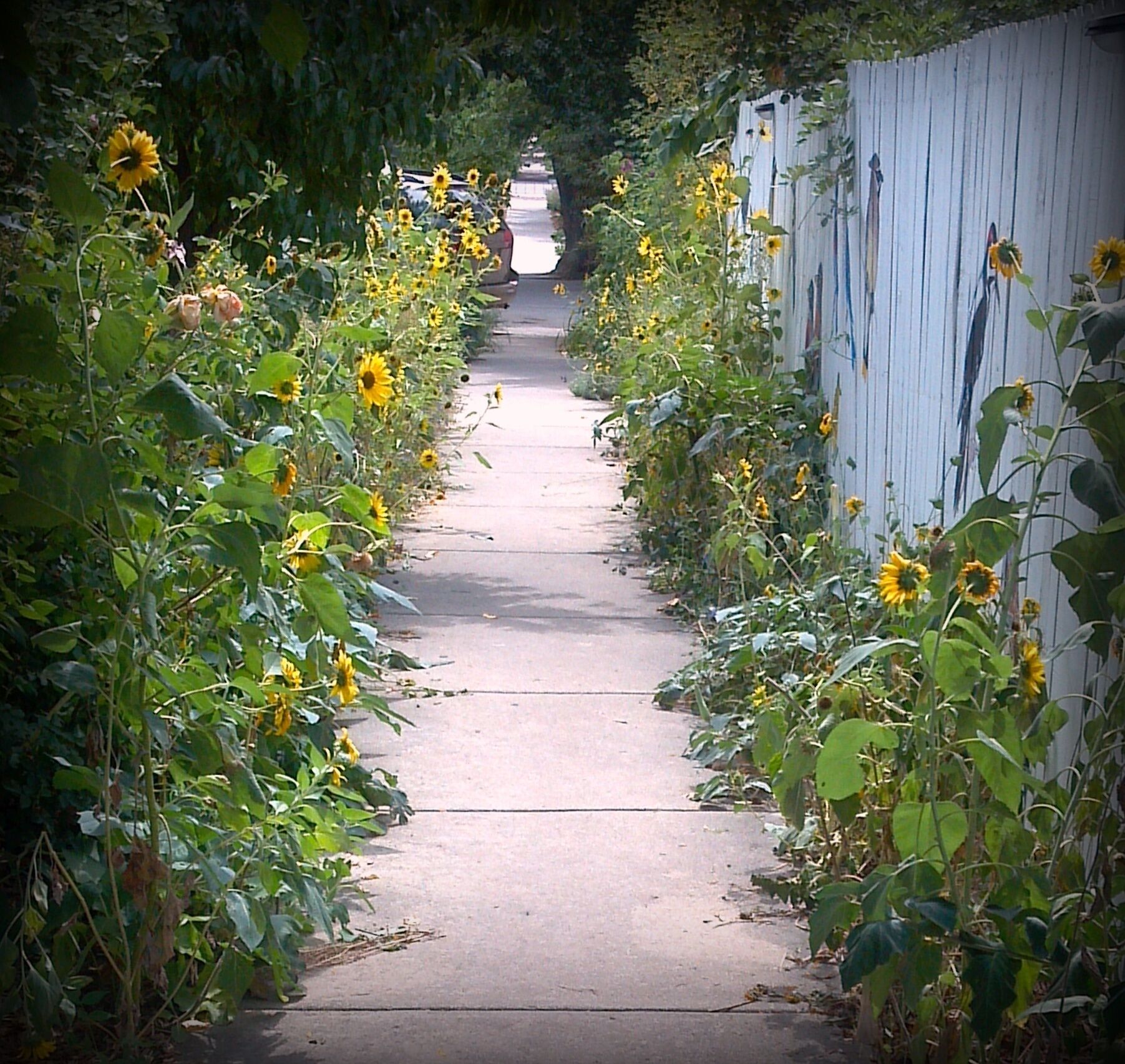 Sunflower Alley
Boulder, CO
August 2013