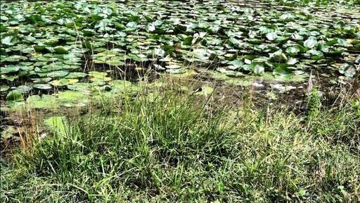Hole 15 at Deer Lakes Park DG Course. #discgolf #frolf #nature #deerlakespark