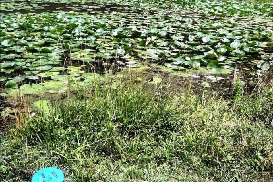 Ein Teich mit Seerosen und einem Frisbee auf dem Rasen.